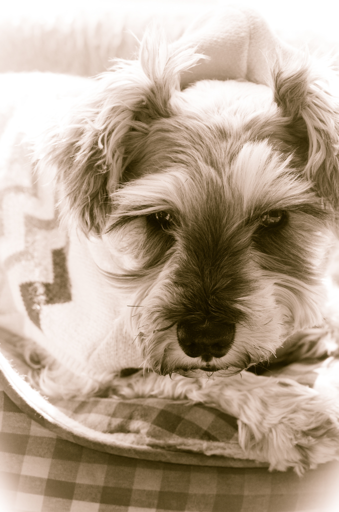 my pretty dog # 111