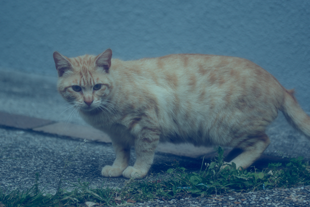 吾輩は猫である、ニャー # 1004