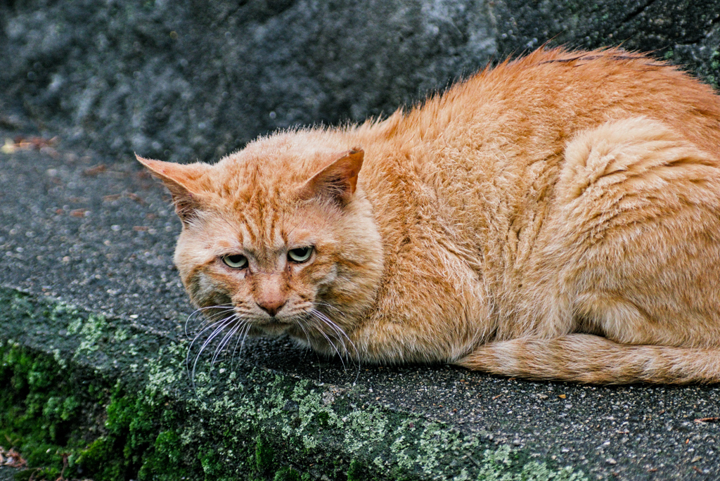 吾輩は猫である、ニャー # 975