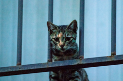 吾輩は猫である、ニャー # 49