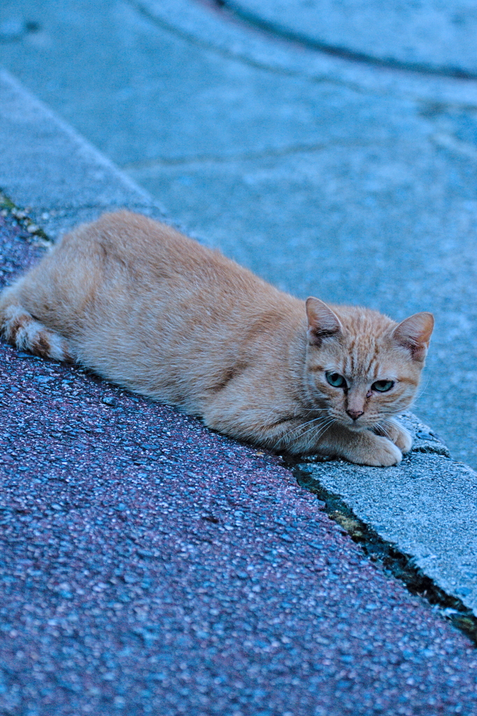 吾輩は猫である、ニャー # 599