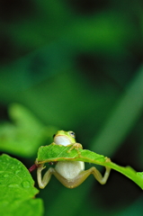 アクロバット
