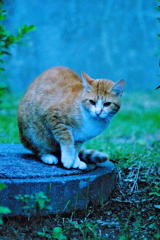 吾輩は猫である、ニャー # 669