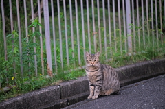 吾輩は猫である、ニャー # 883