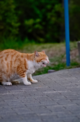 吾輩は猫である、ニャー # 74