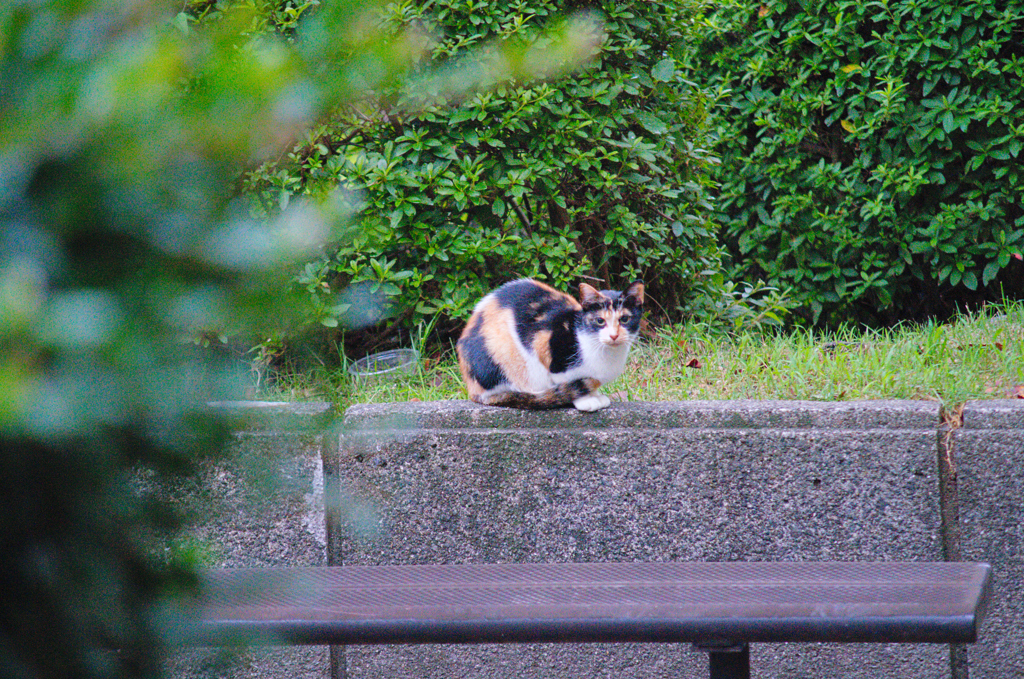 吾輩は猫である、ニャー # 617