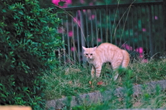 吾輩は猫である、ニャー # 525