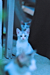 吾輩は猫である、ニャー # 577