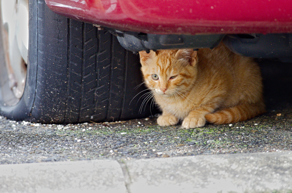 吾輩は猫である、ニャー # 364