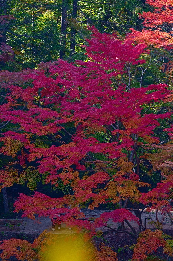 紅葉三昧 '2019