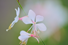 ハクチョウソウ