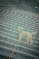 my pretty dog Ⅱ # 103