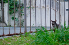 吾輩は猫である、ニャー # 689