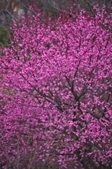 紅梅