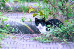 吾輩は猫である、ニャー # 36