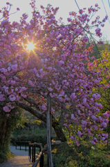 八重桜