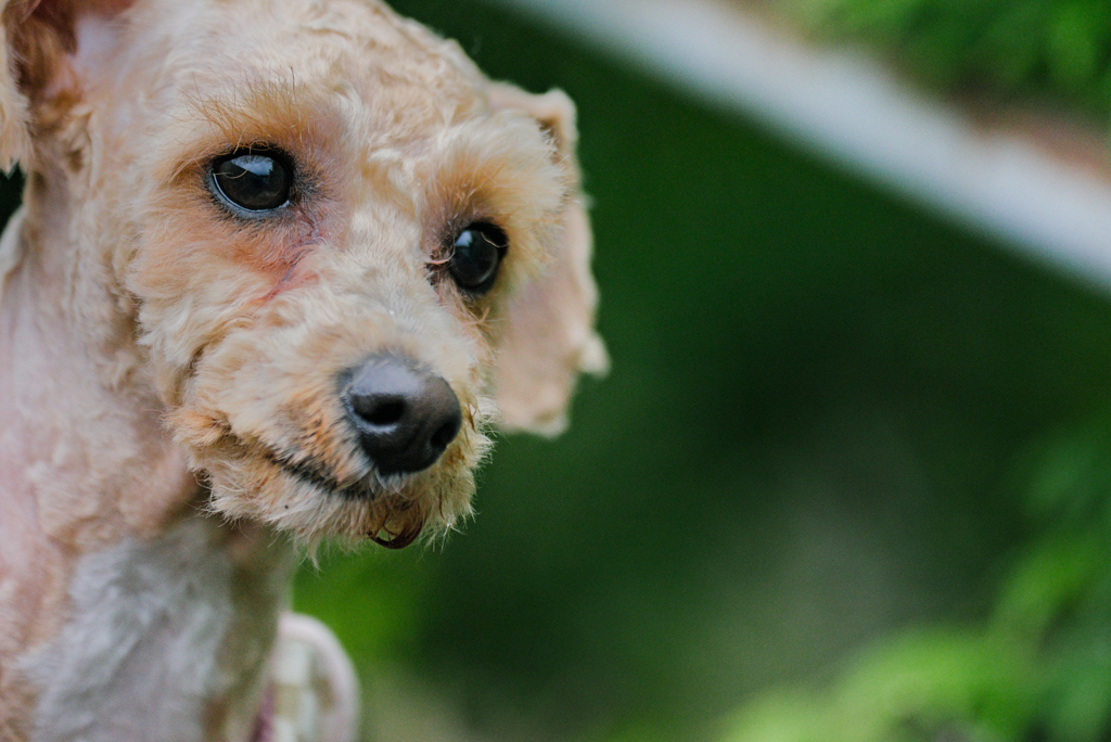 my pretty dog Ⅱ # 300