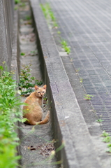 吾輩は猫である、ニャー # 796