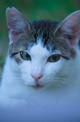 吾輩は猫である、ニャー # 512