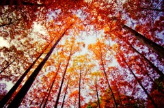 メタセコイヤの紅葉