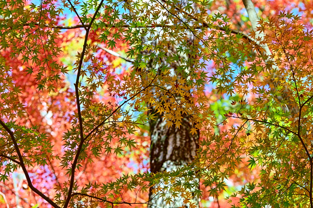 紅葉三昧 '2019