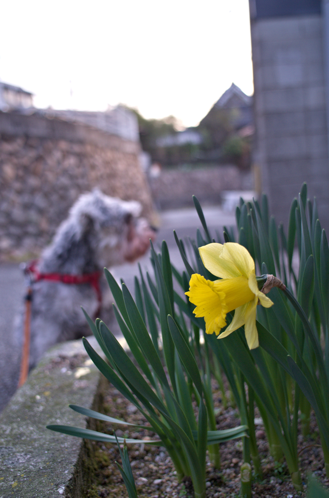 my pretty dog # 134