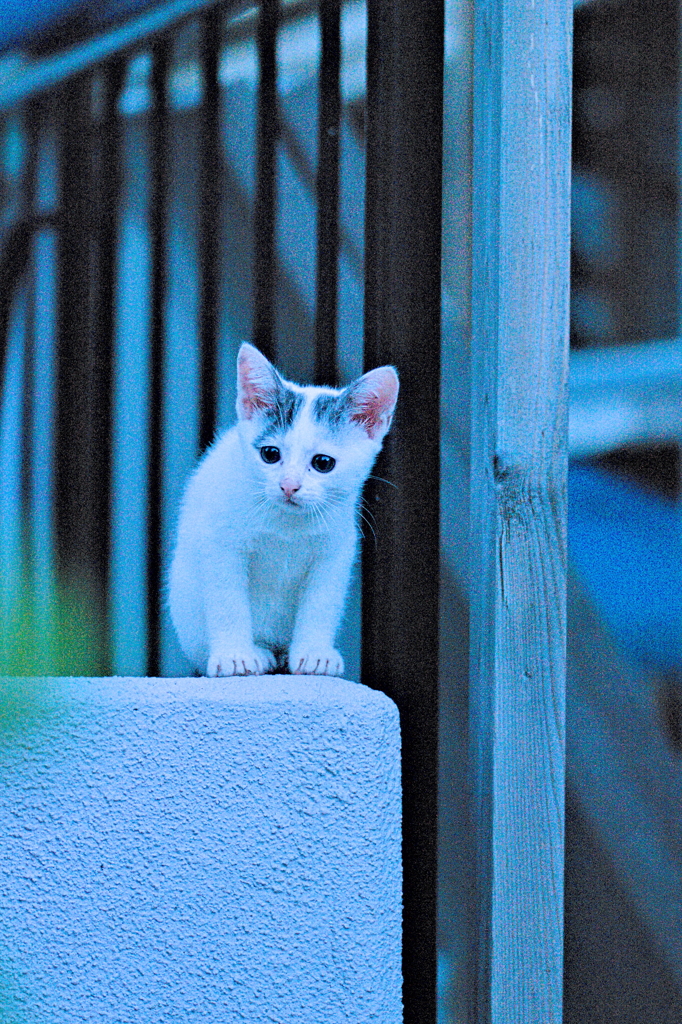 吾輩は猫である、ニャー # 578