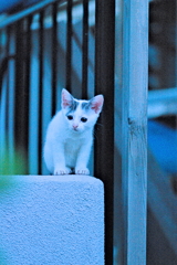 吾輩は猫である、ニャー # 578