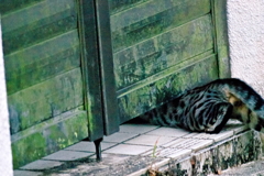 吾輩は猫である、ニャー # 522