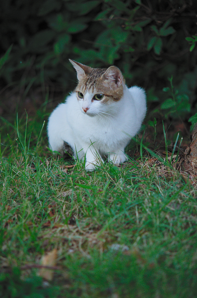 吾輩は猫である、ニャー # 503