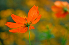 キバナコスモス