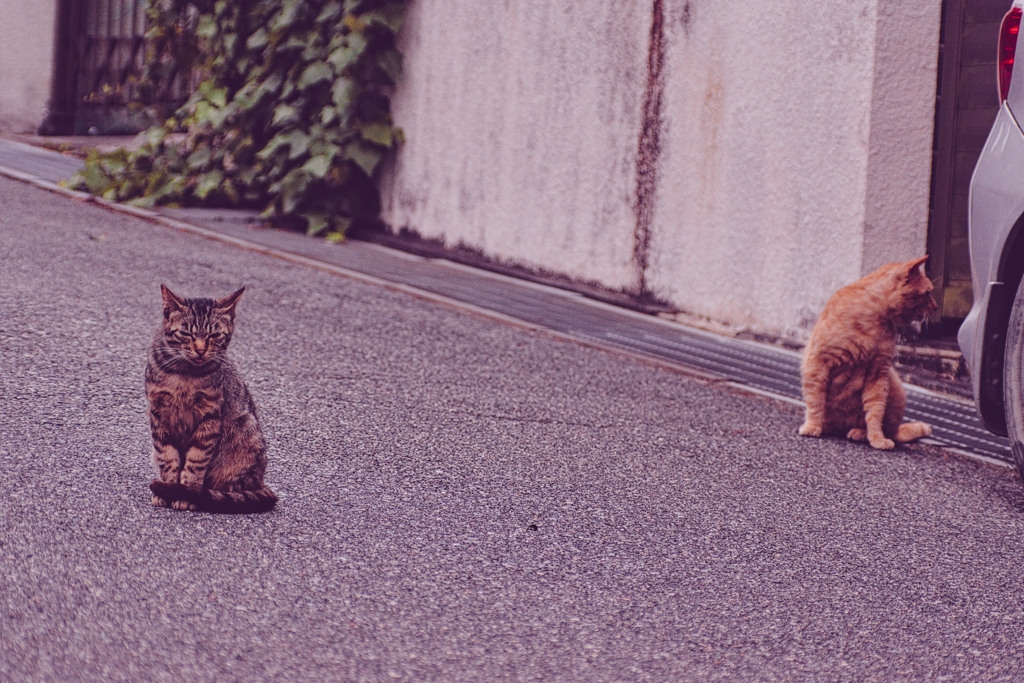 吾輩は猫である、ニャー # 1090