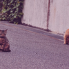 吾輩は猫である、ニャー # 1090