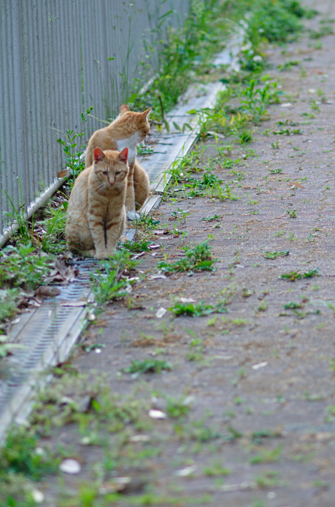 吾輩は猫である、ニャー # 711