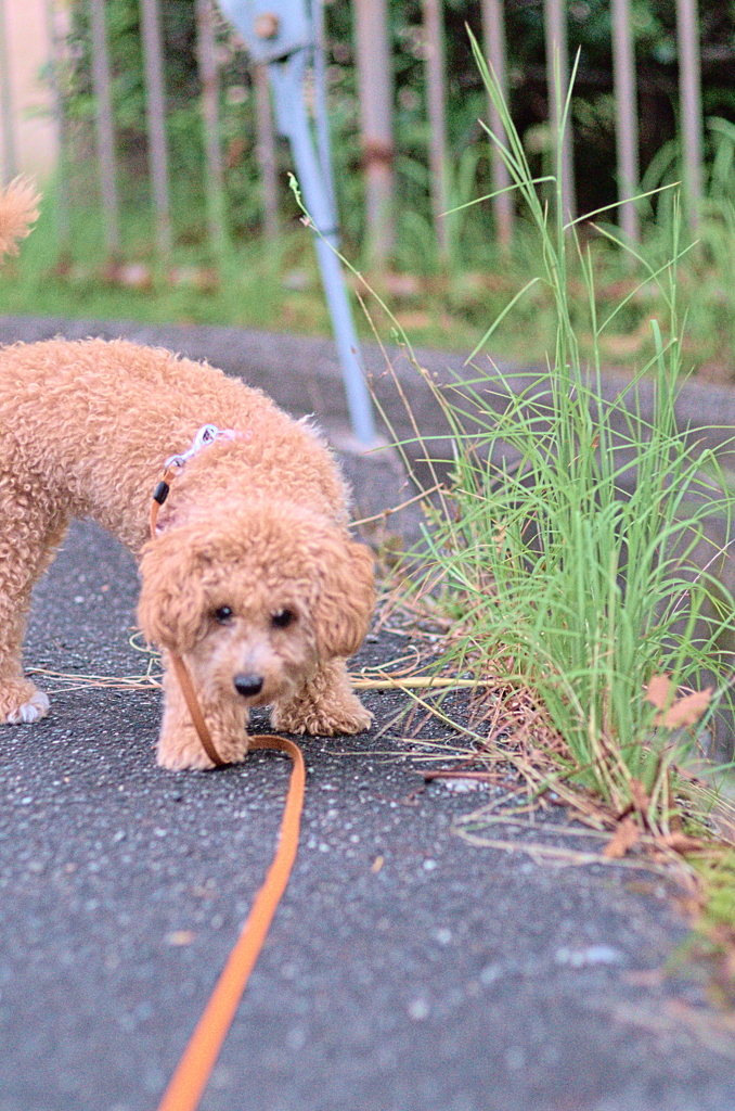 my pretty dog Ⅱ # 126
