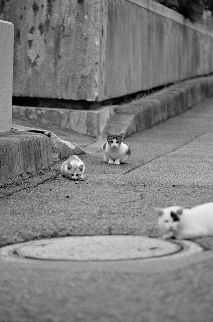 吾輩は猫である、ニャー # 610