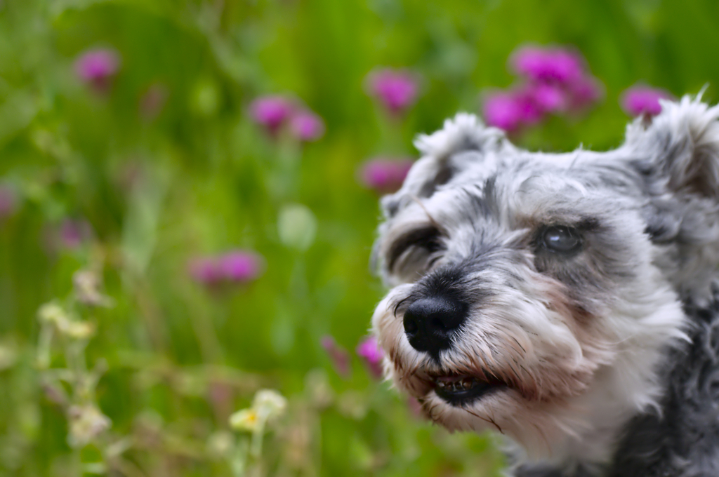 my pretty dog # 255