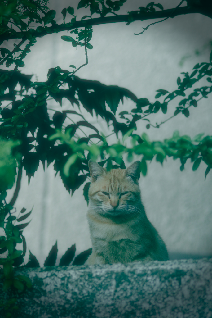 吾輩は猫である、ニャー # 963