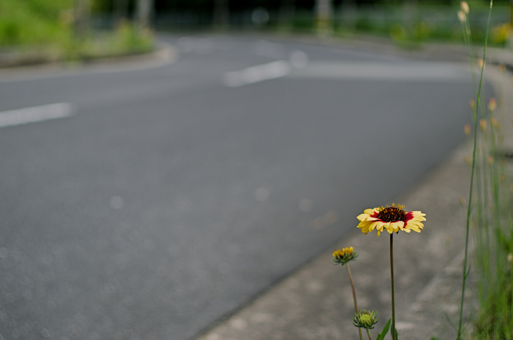 道端に咲く花