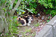 吾輩は猫である、ニャー # 792