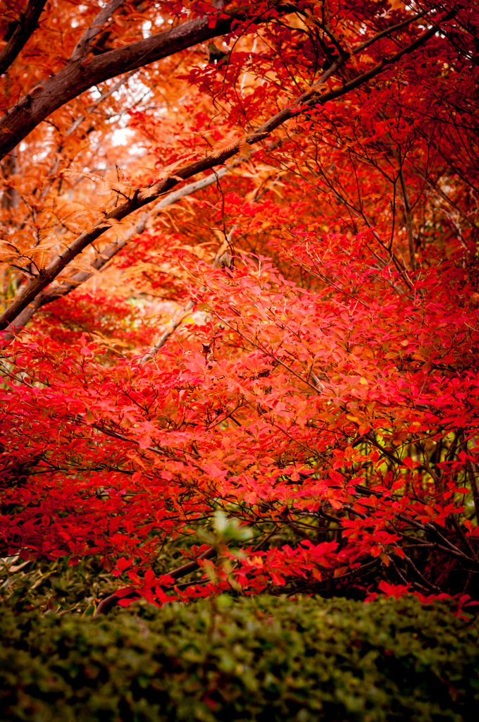 ドウダンツツジ