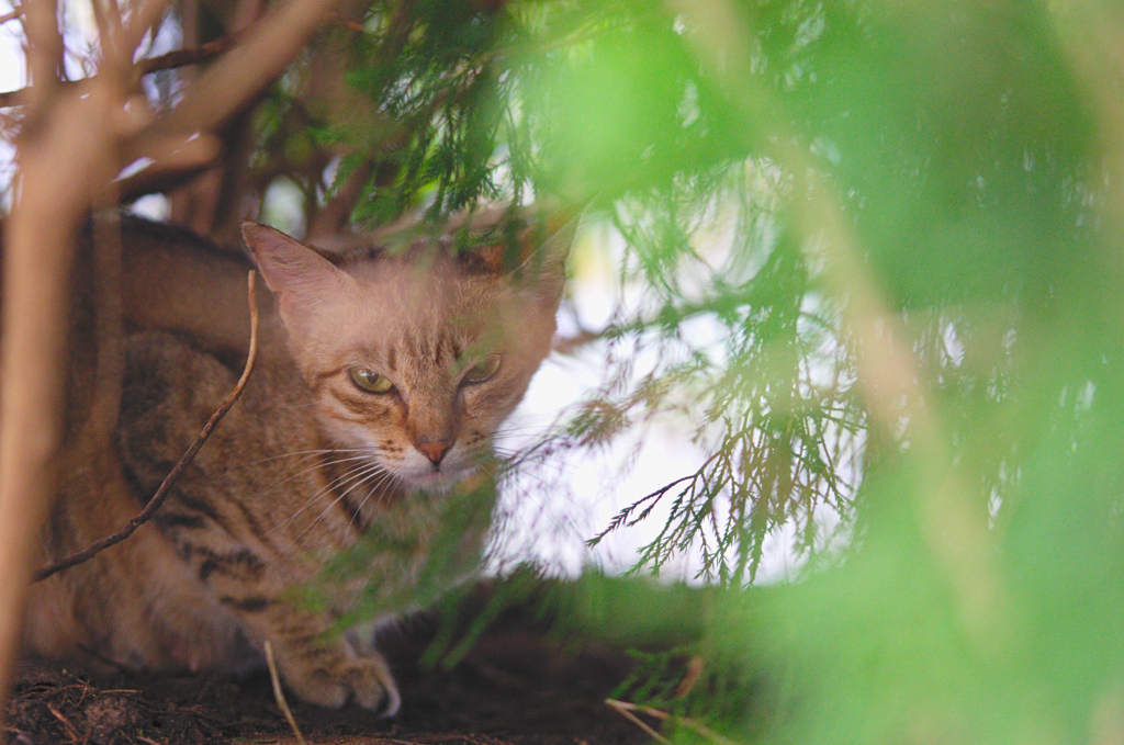 吾輩は猫である、ニャー # 422