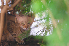 吾輩は猫である、ニャー # 422