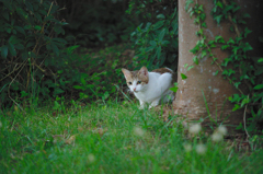 吾輩は猫である、ニャー # 497