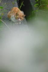 吾輩は猫である、ニャー # 702