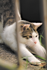 吾輩は猫である、ニャー # 605
