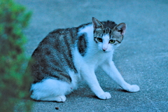 吾輩は猫である、ニャー # 576