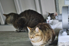 吾輩は猫である、ニャー # 173