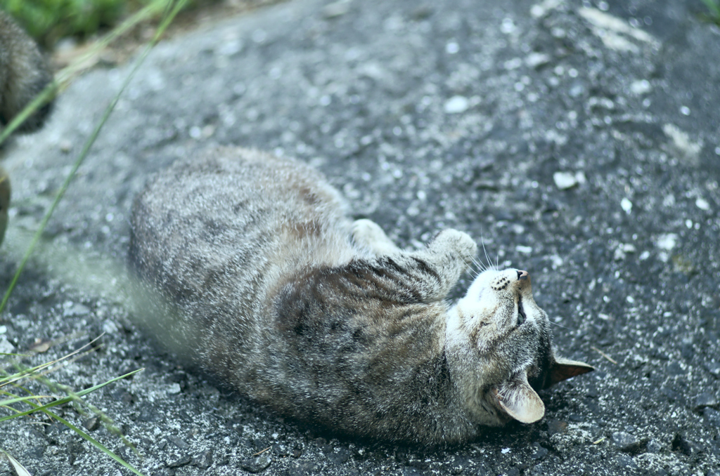 吾輩は猫である、ニャー # 244