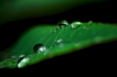 雨上がりの草花